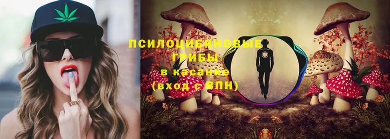 blacksprut ссылки  купить   это телеграм  Псилоцибиновые грибы Psilocybine cubensis  Пудож 